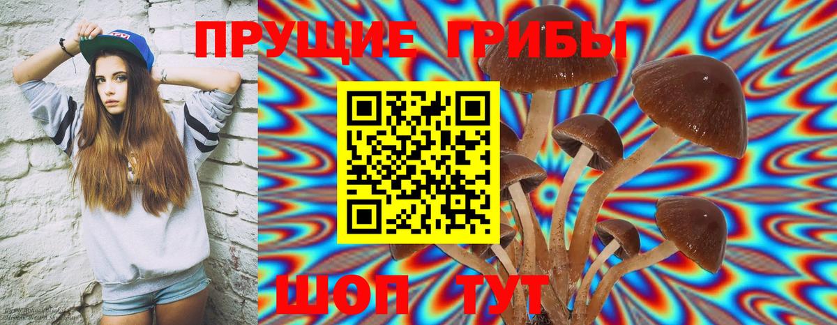 Псилоцибиновые грибы Psilocybine cubensis  Вход с VPN  Луга 
